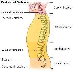 The Anatomy of the Spine