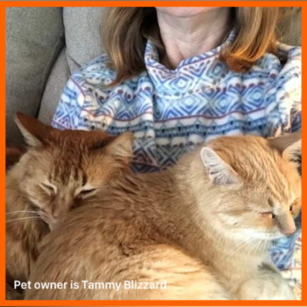 two ginger cats laying on their female owner