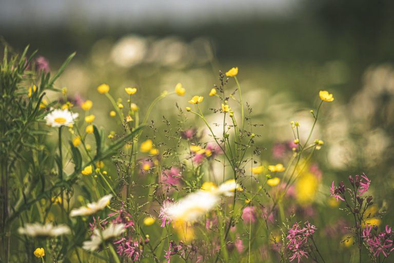 Stay positive and enjoy this beautiful wildflower meadow in the summer photo
